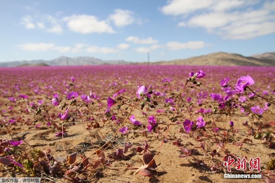 迎來罕見降雨 世界“干極”沙漠大片鮮花盛開