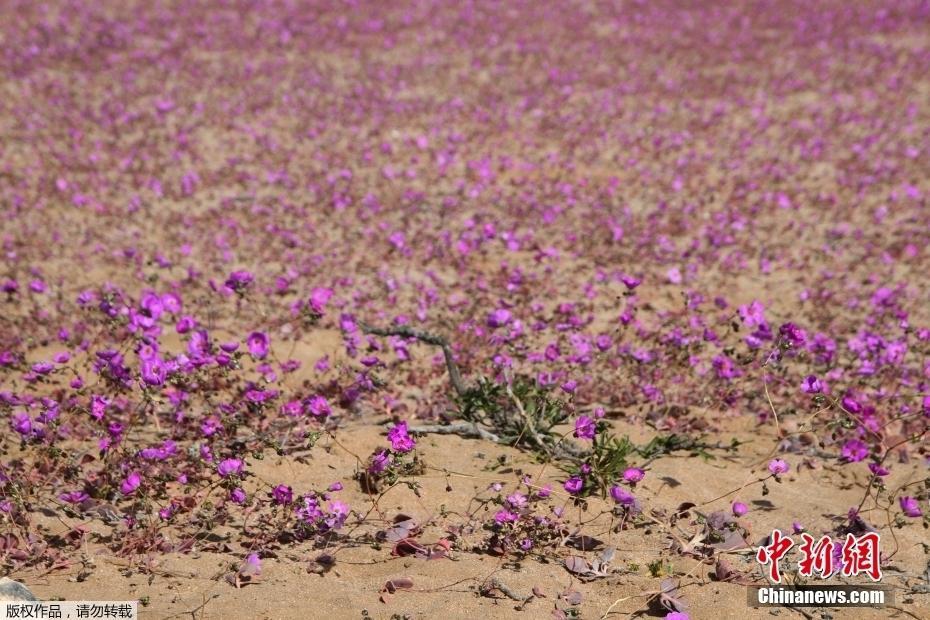 迎來罕見降雨 世界“干極”沙漠大片鮮花盛開