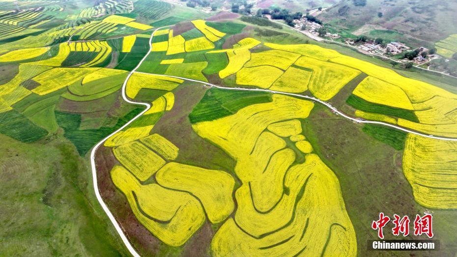 青海迎油菜花最佳觀賞期：花海如金色地毯