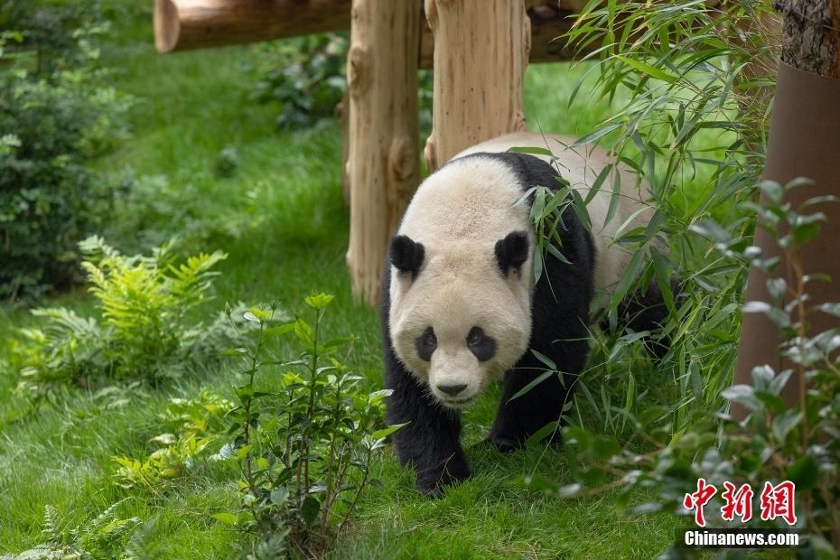 旅美大熊貓“云川”和“鑫寶”將于8月8日與公眾見面