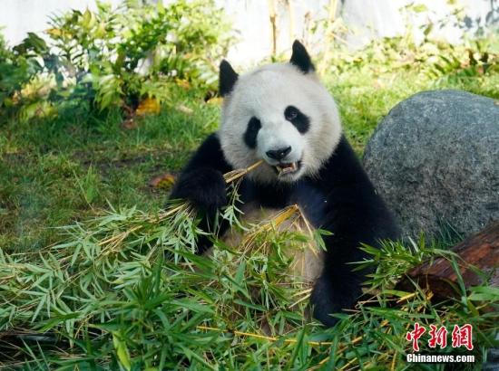 大熊貓“云川”和“鑫寶”在美國(guó)圣迭戈動(dòng)物園與游客見(jiàn)面