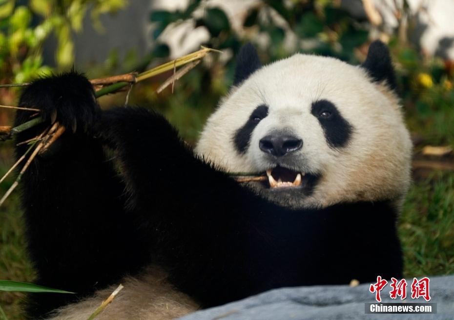 大熊貓“云川”和“鑫寶”在美國圣迭戈動物園與游客見面