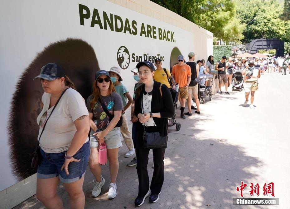 大熊貓“云川”和“鑫寶”在美國圣迭戈動(dòng)物園與游客見面