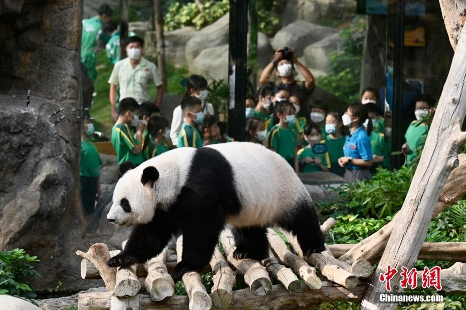 中央贈港大熊貓“盈盈”“樂樂”自然交配誕下龍鳳胎