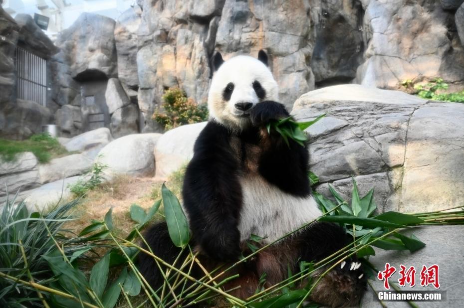 中央贈港大熊貓“盈盈”“樂樂”自然交配誕下龍鳳胎