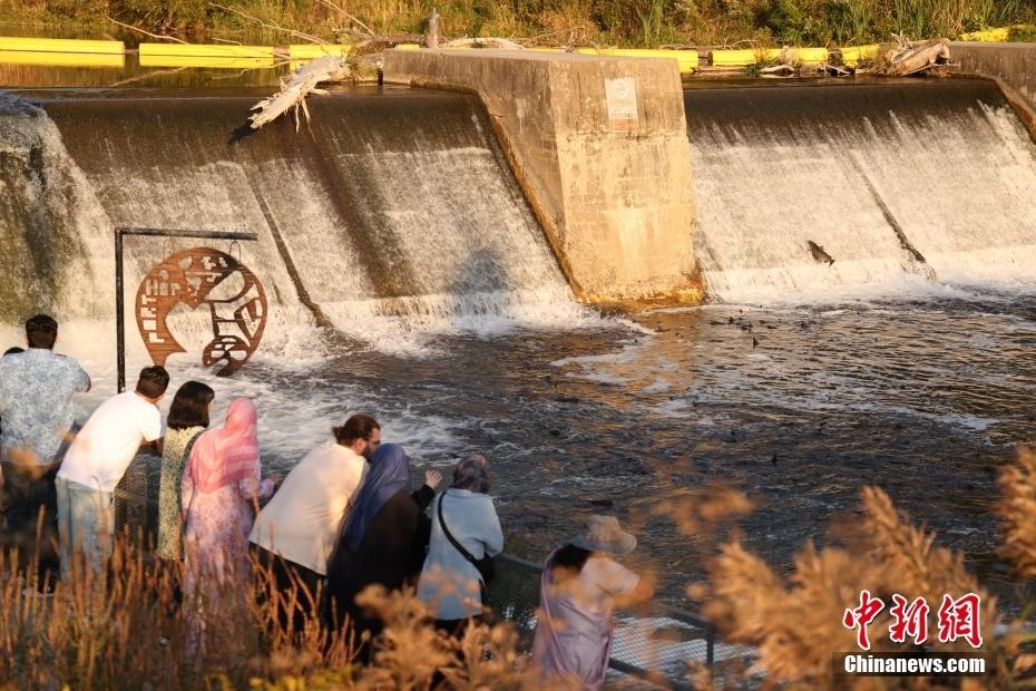 加拿大安大略湖流域三文魚洄游進(jìn)入高峰期