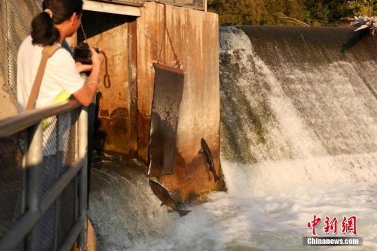 加拿大安大略湖流域三文魚洄游進入高峰期