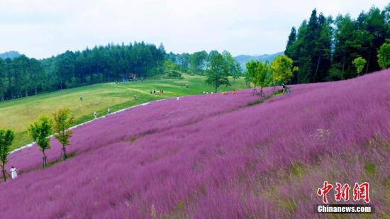 湖北建始：“粉黛草”盛放扮靚秋日