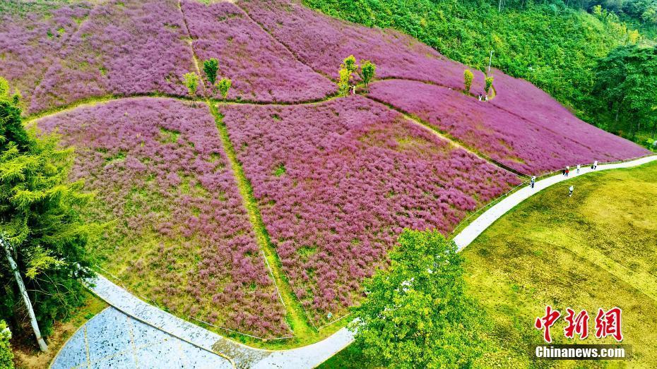 湖北建始：“粉黛草”盛放扮靚秋日