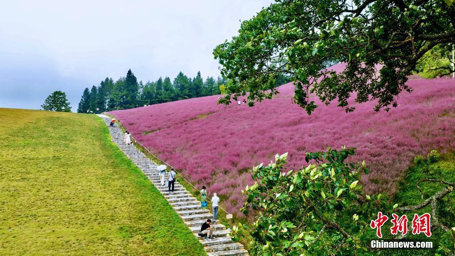 湖北建始：“粉黛草”盛放扮靚秋日