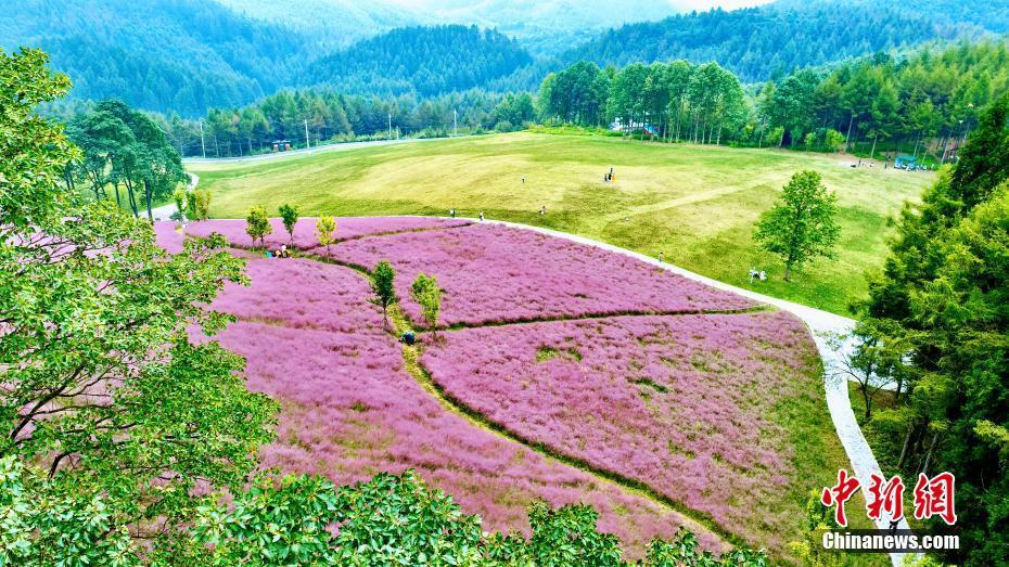 湖北建始：“粉黛草”盛放扮靚秋日