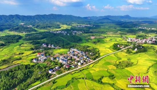 江西吉安：田園黃綠相接 “豐”景如畫