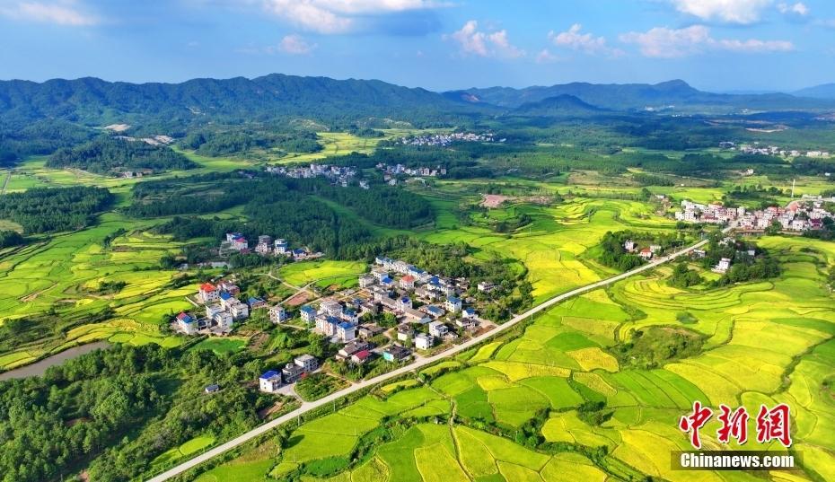 江西吉安：田園黃綠相接 “豐”景如畫