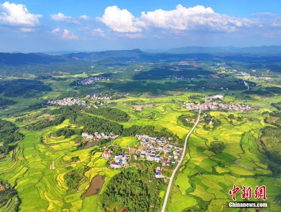 江西吉安：田園黃綠相接 “豐”景如畫