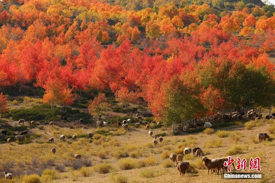 新疆阿勒泰：秋染紅葉林 成群牛羊林間漫步