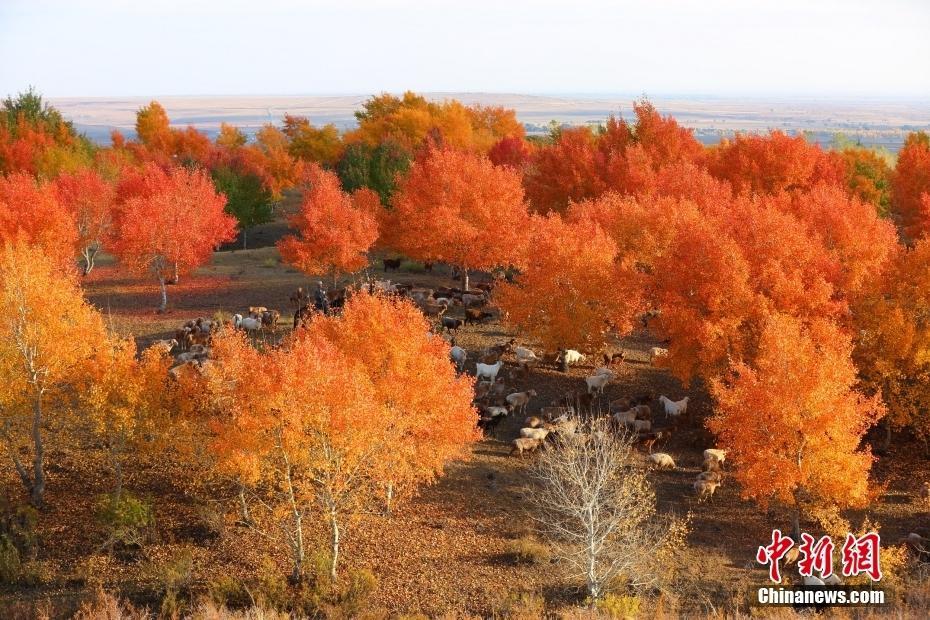 新疆阿勒泰：秋染紅葉林 成群牛羊林間漫步