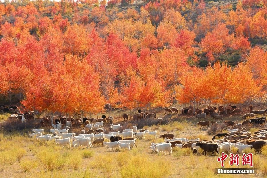 新疆阿勒泰：秋染紅葉林 成群牛羊林間漫步