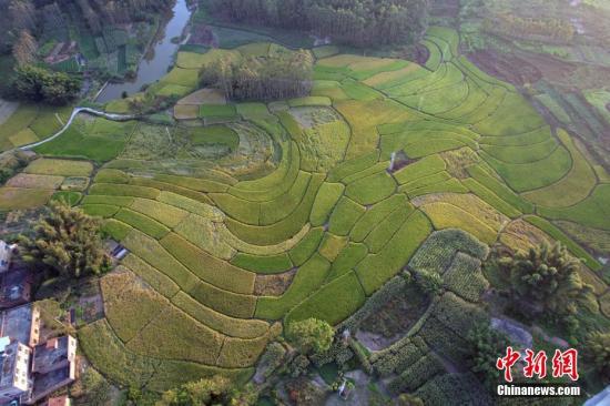 秋收時(shí)節(jié)航拍廣西來(lái)賓壯族山村梯田美如畫