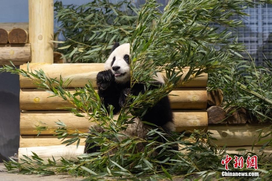 美國華盛頓動物園：大熊貓“寶力”“青寶”“狀況很好”