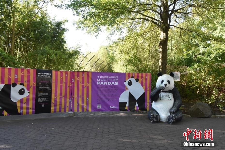 美國華盛頓動(dòng)物園：大熊貓“寶力”“青寶”“狀況很好”