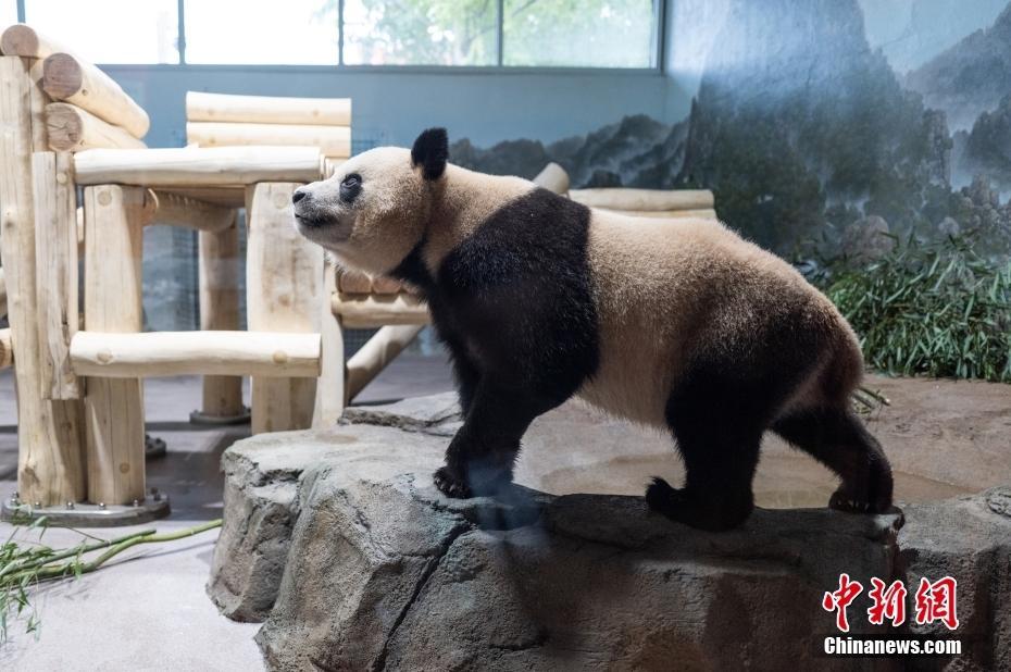 美國(guó)華盛頓動(dòng)物園：大熊貓“寶力”“青寶”“狀況很好”