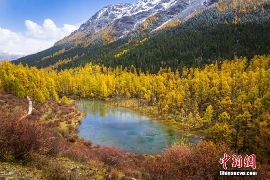 四川阿壩州：金黃云杉點(diǎn)綴白雪 小金瑪嘉溝秋色正濃