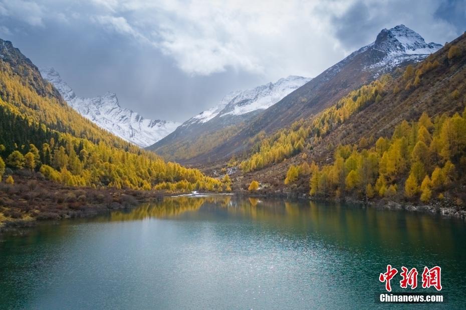 四川阿壩州：金黃云杉點(diǎn)綴白雪 小金瑪嘉溝秋色正濃