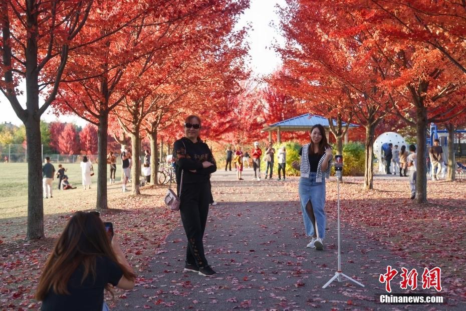 加拿大大多倫多地區(qū)秋色正濃