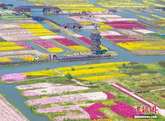 江蘇興化：千垛景區(qū)菊花五彩斑斕 “垛田花海經濟”助力鄉(xiāng)村振興