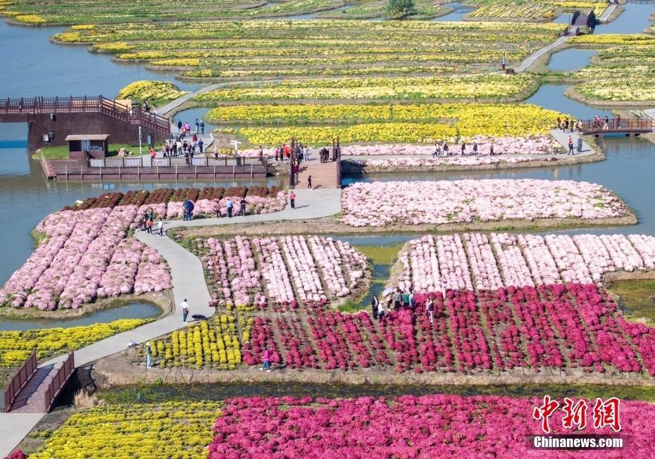 江蘇興化：千垛景區(qū)菊花五彩斑斕 “垛田花海經(jīng)濟(jì)”助力鄉(xiāng)村振興