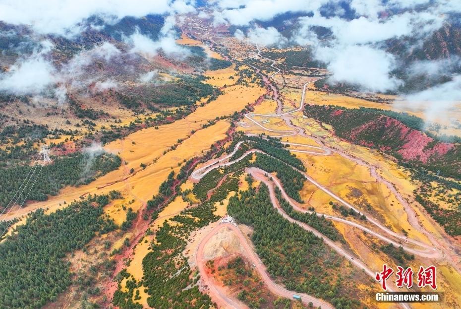 西藏昌都：拉烏山秋日滿目金黃 成群牛羊高原草地悠哉覓食