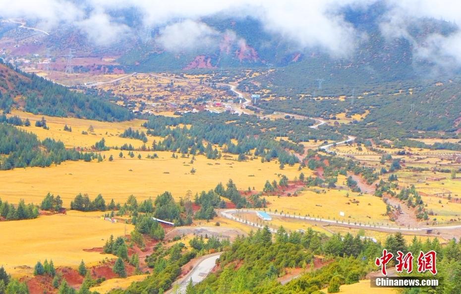 西藏昌都：拉烏山秋日滿目金黃 成群牛羊高原草地悠哉覓食