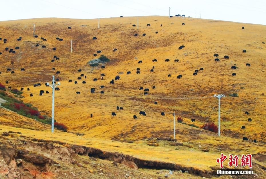 西藏昌都：拉烏山秋日滿目金黃 成群牛羊高原草地悠哉覓食