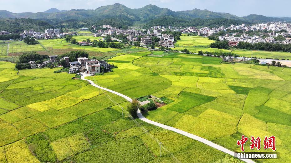 廣西梧州：金秋稻田 景色如畫