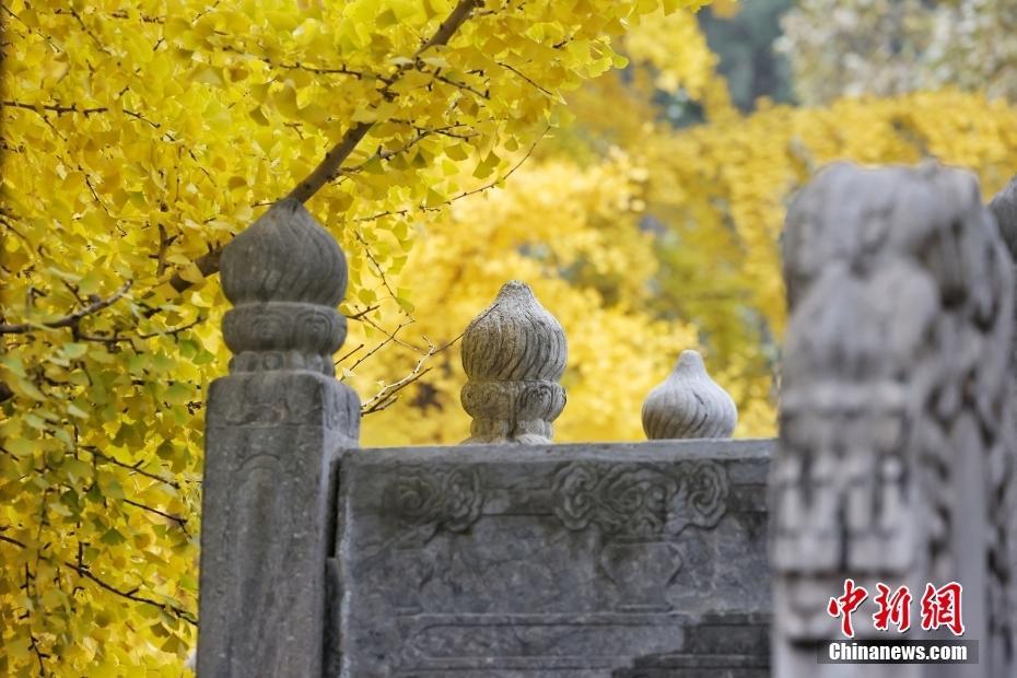 秋色正濃 北京大覺寺千年銀杏已至最佳觀賞期