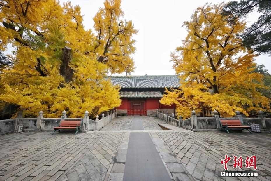 秋色正濃 北京大覺寺千年銀杏已至最佳觀賞期