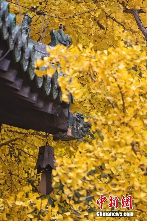 秋色正濃 北京大覺寺千年銀杏已至最佳觀賞期