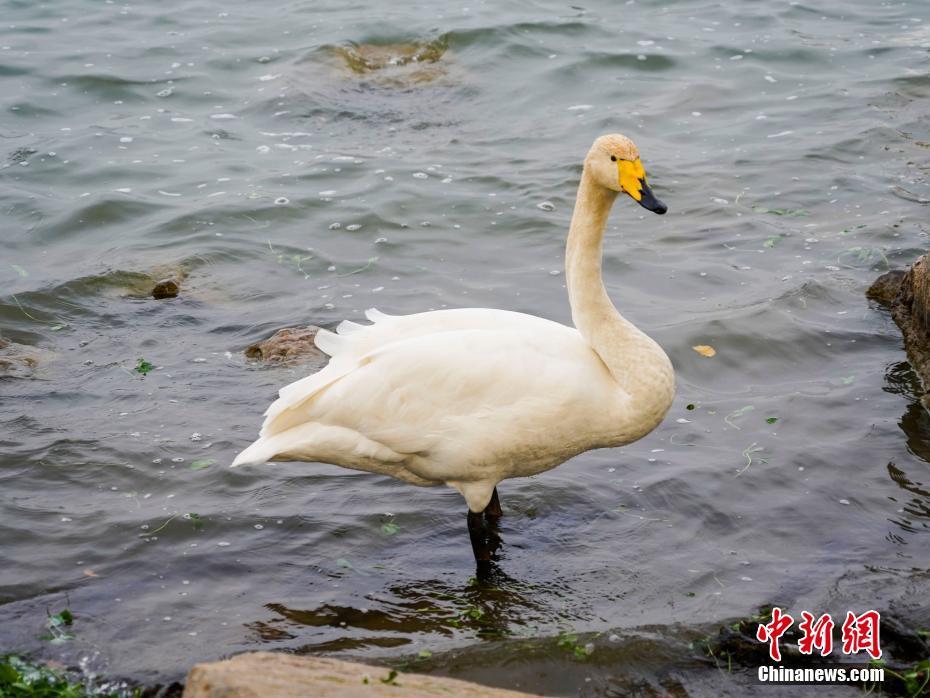 河南鄭州：遷徙天鵝和疣鼻天鵝“同框”入鏡