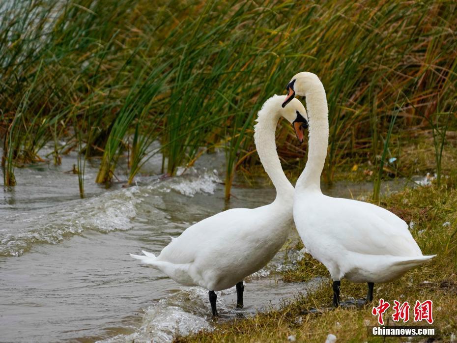 河南鄭州：遷徙天鵝和疣鼻天鵝“同框”入鏡