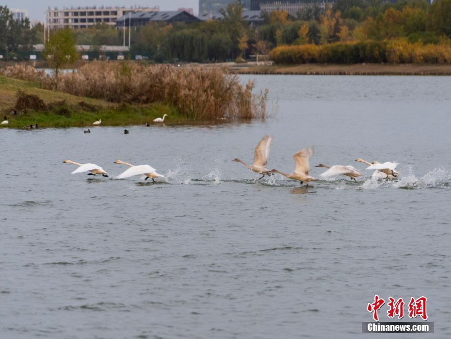 河南鄭州：遷徙天鵝和疣鼻天鵝“同框”入鏡