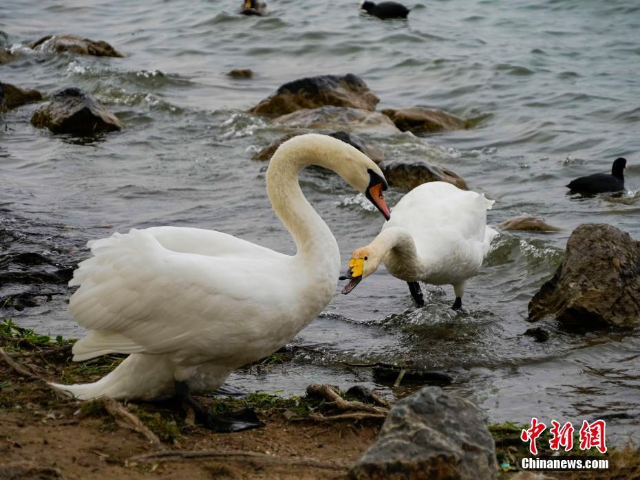 河南鄭州：遷徙天鵝和疣鼻天鵝“同框”入鏡