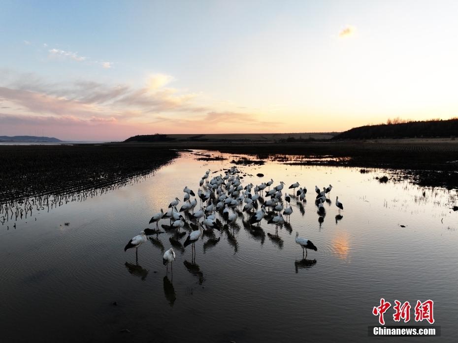 吉林蛟河：東方白鸛成群現(xiàn)身