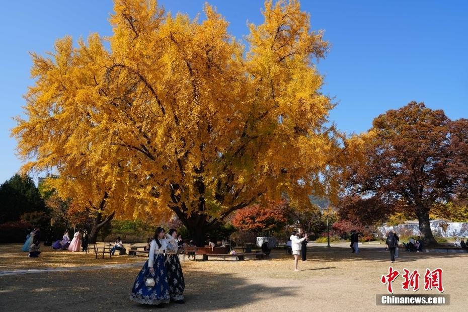 首爾秋色引游客駐足流連