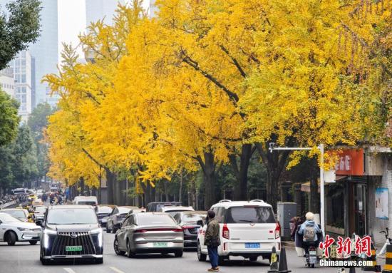 南京街頭銀杏披上“金甲”扮靚城市