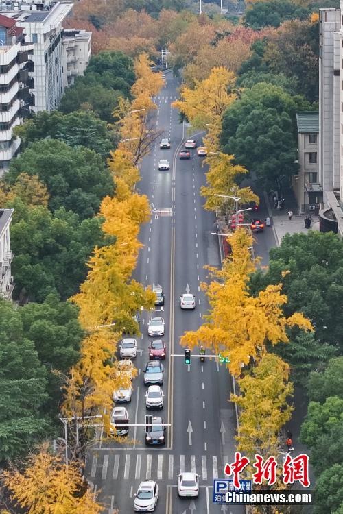 南京街頭銀杏披上“金甲”扮靚城市