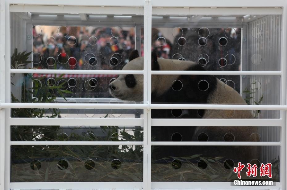 三只旅比大熊貓啟程回國 比利時“熊貓迷”依依惜別