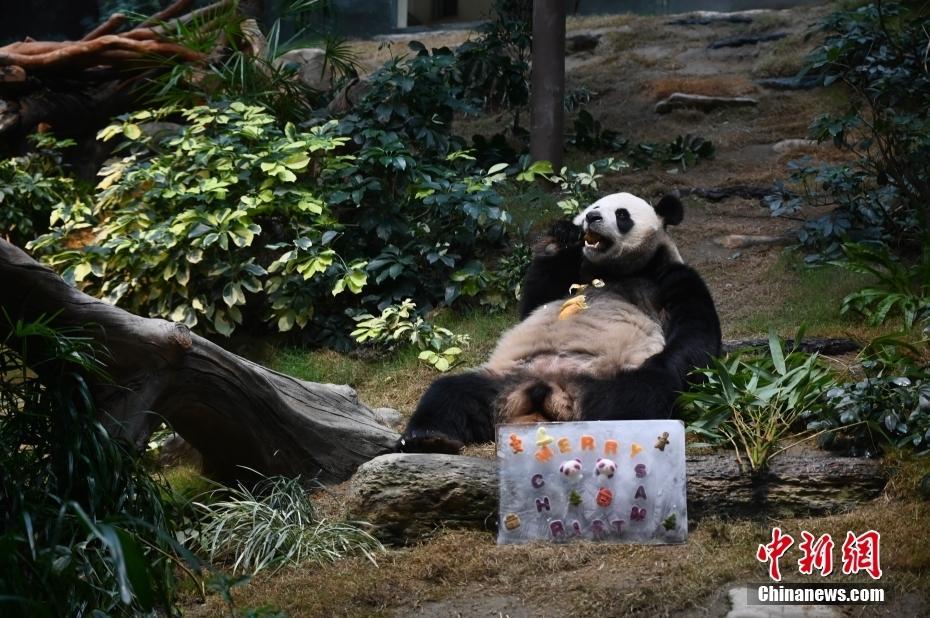 香港海洋公園為大熊貓“安安”“可可”準備冬日禮物