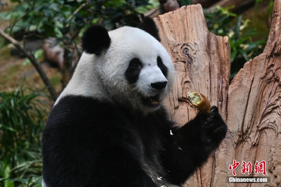 香港海洋公園為大熊貓“安安”“可可”準備冬日禮物