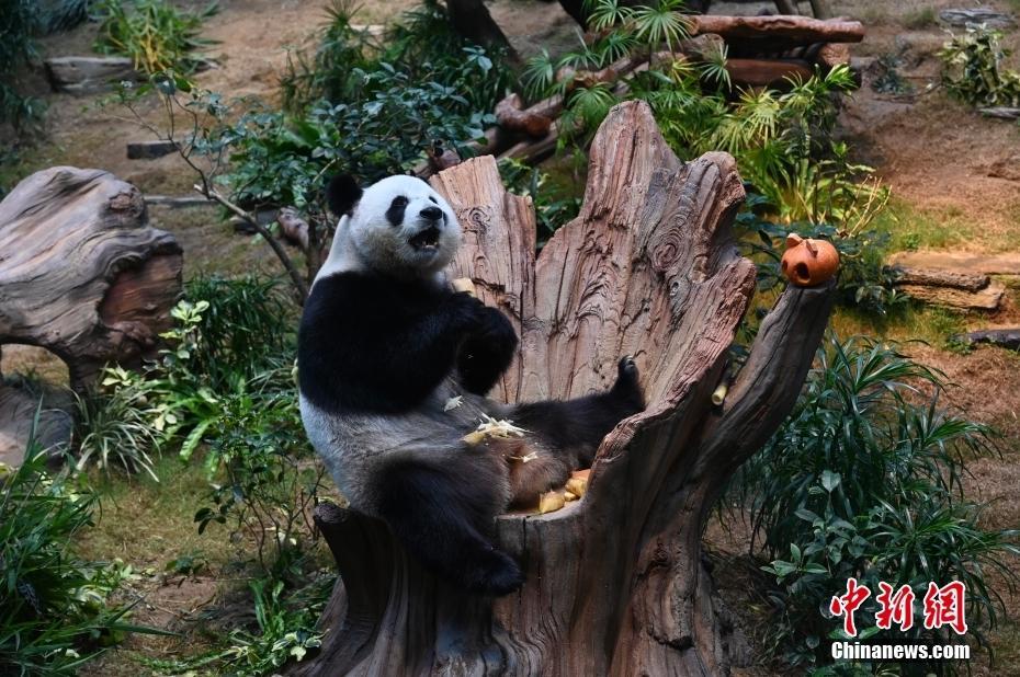 香港海洋公園為大熊貓“安安”“可可”準(zhǔn)備冬日禮物