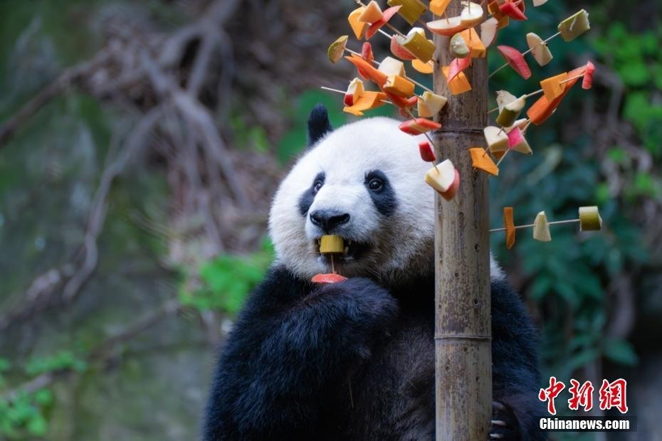 重慶大熊貓春日“花式擼串”萌態(tài)十足